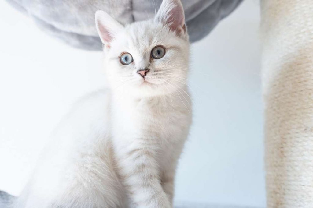 british shorthair özellikleri