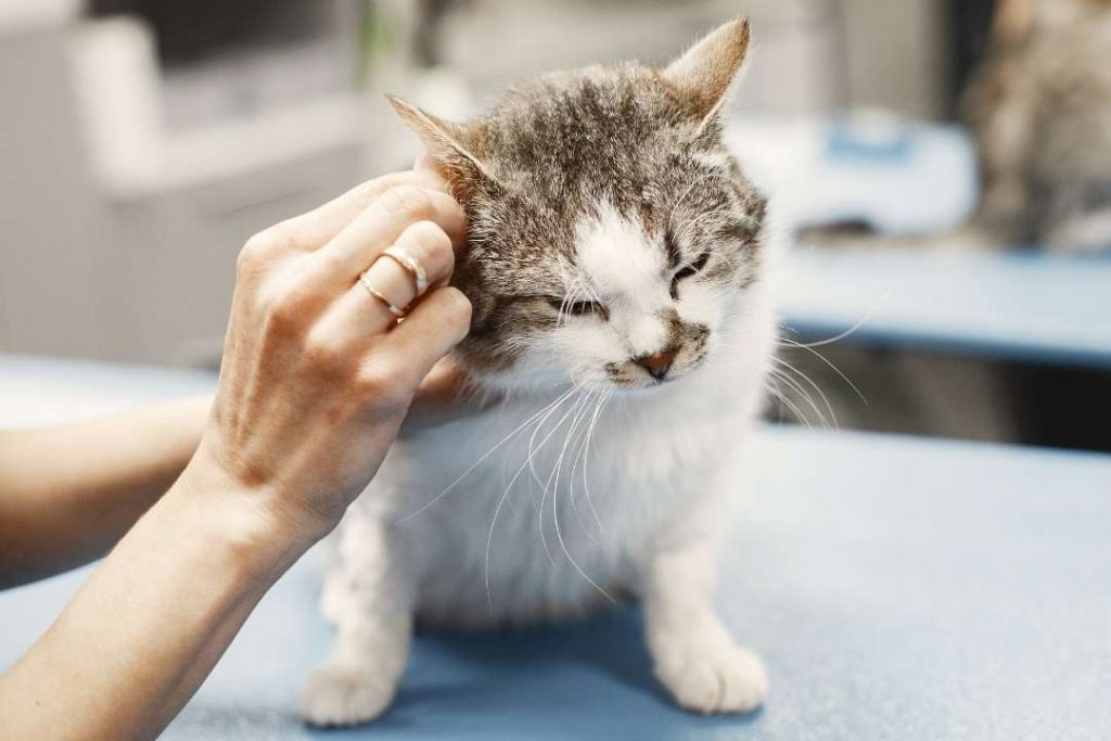 kedi kulak akarı tedavisi