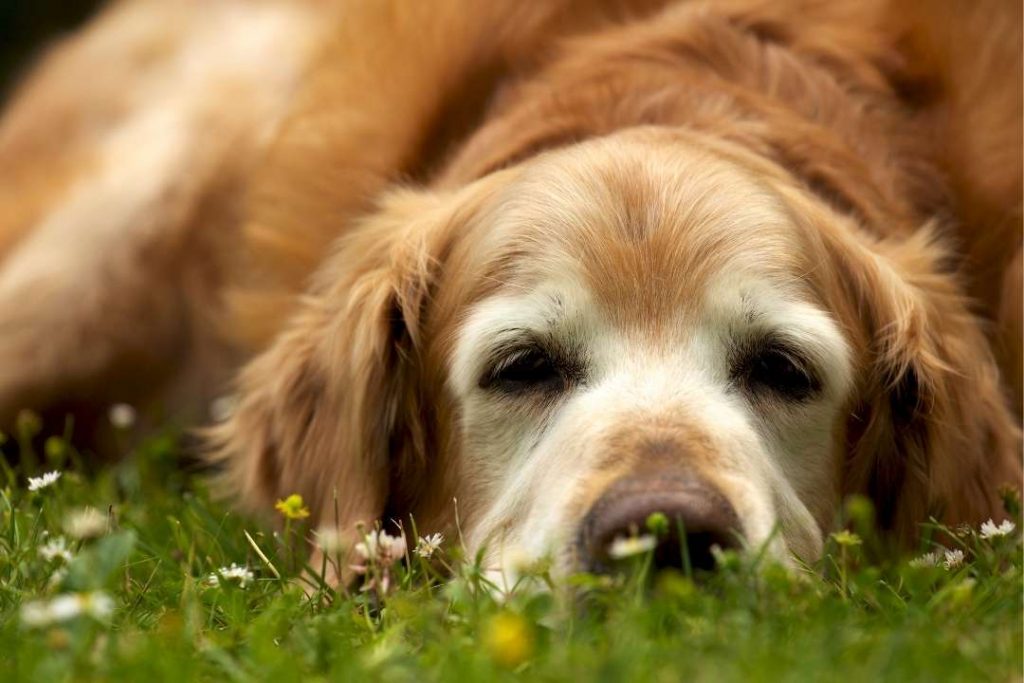 köpeklerde kalp krizi nedenleri