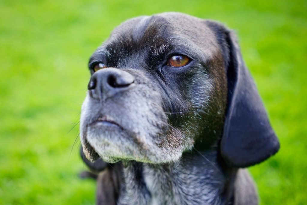 köpeklerin ömrü ne kadar