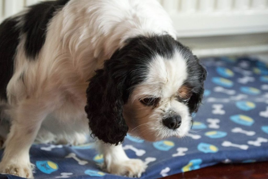 köpeklerin ömrü neden kısa