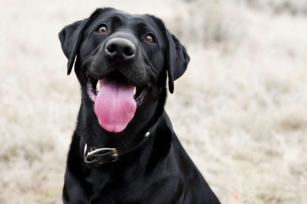 erkek köpek kısırlaştırma fiyatı