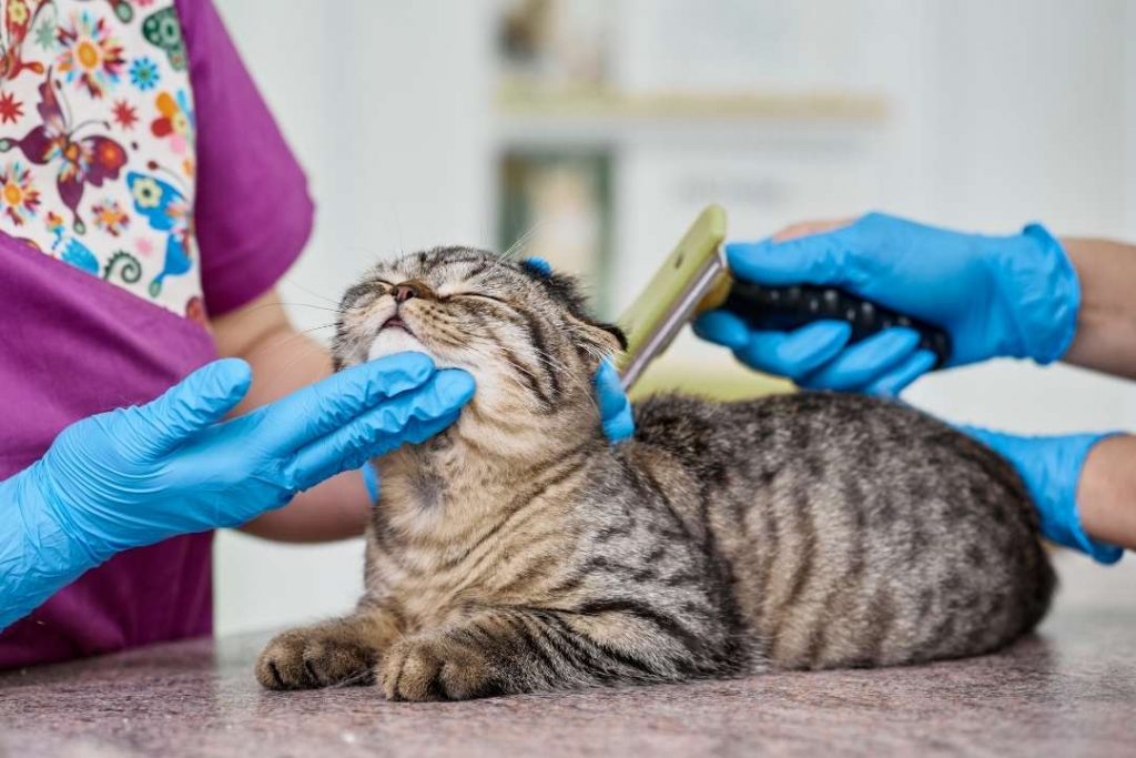 kedi kuaförü fiyatları