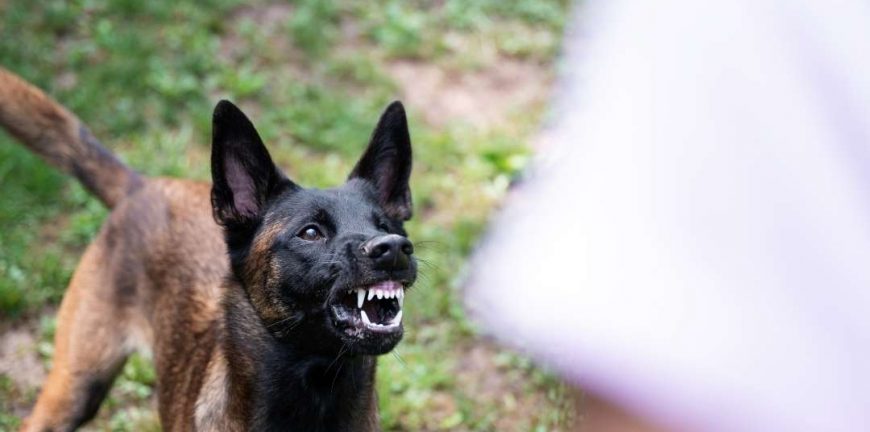 köpek kuduz belirtileri