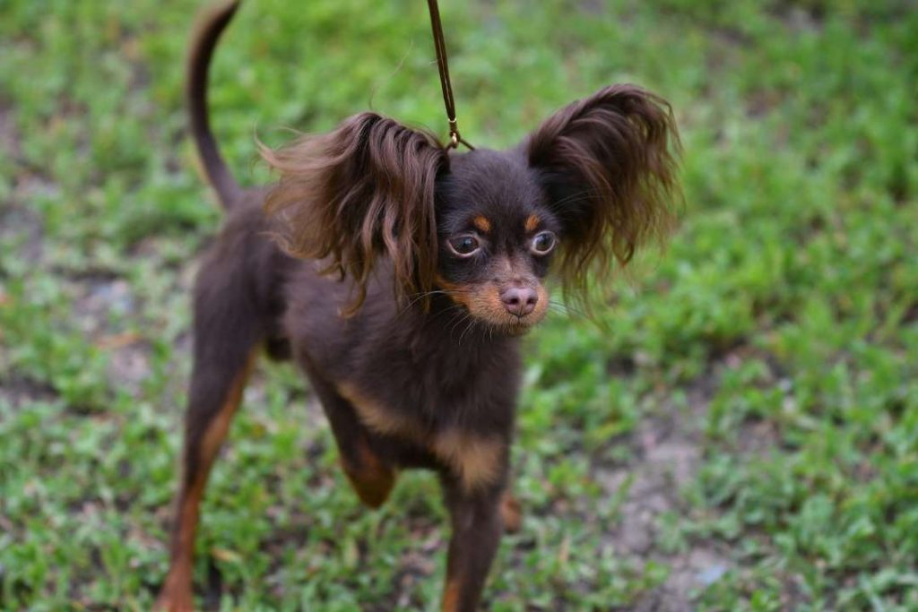 süs köpeği sahiplenme