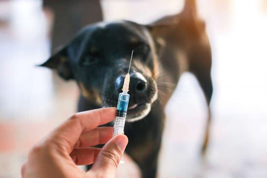 yavru köpek kuduz belirtileri