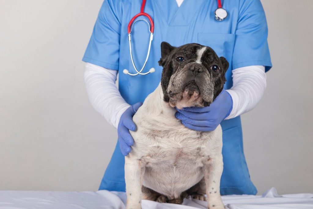 köpeklerde göbek fıtığı tedavisi