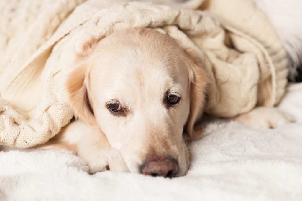 köpeklerde kanlı ishal belirtileri