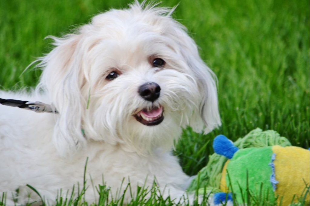 maltese terrier