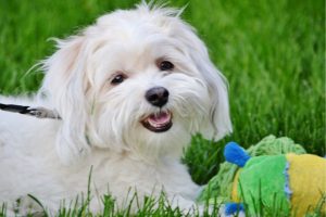 maltese terrier