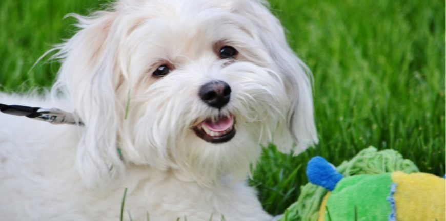 maltese terrier