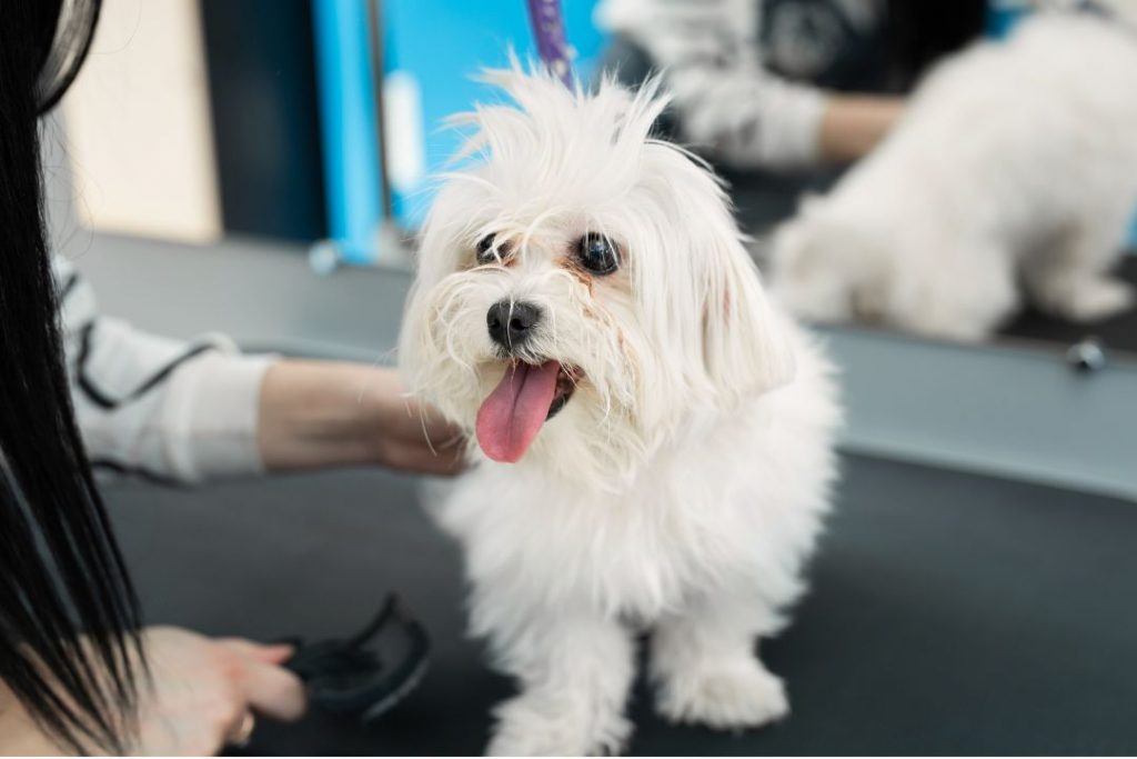 maltese terrier fiyat