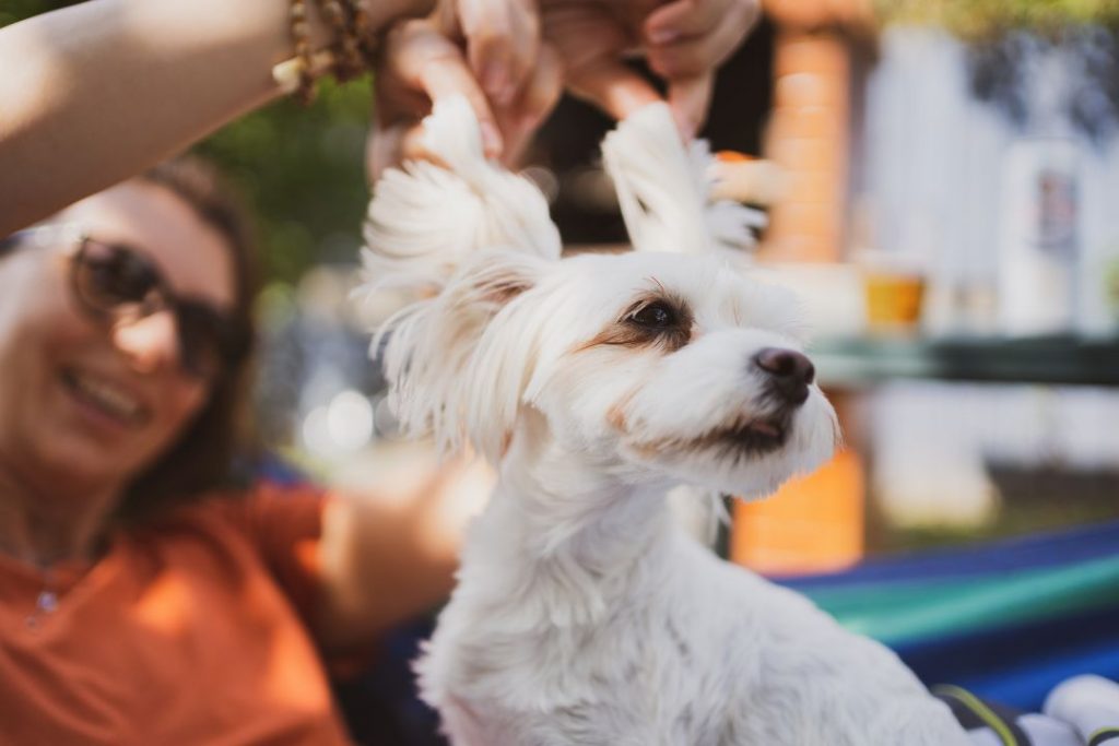 maltese terrier özellikleri