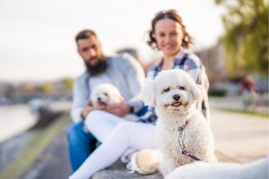 maltese terrier sahiplenme