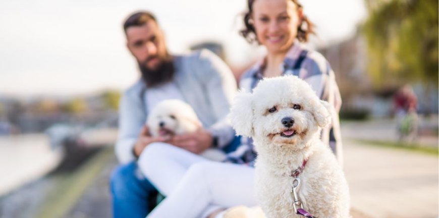 maltese terrier sahiplenme