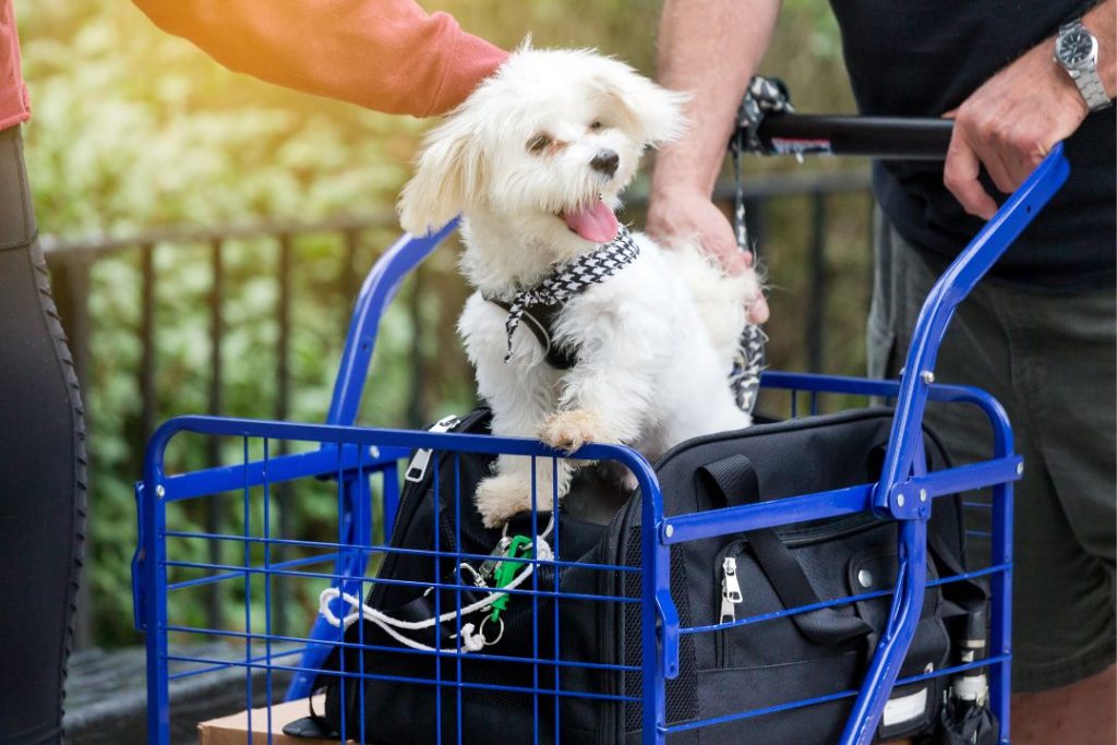 maltese terrier sahiplenme ücretsiz