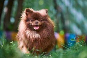 pomeranian