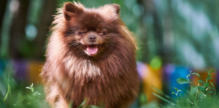 pomeranian