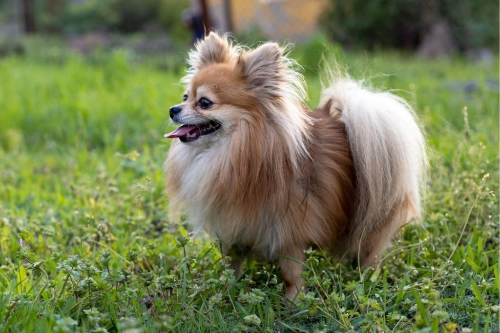 pomeranian fiyatları