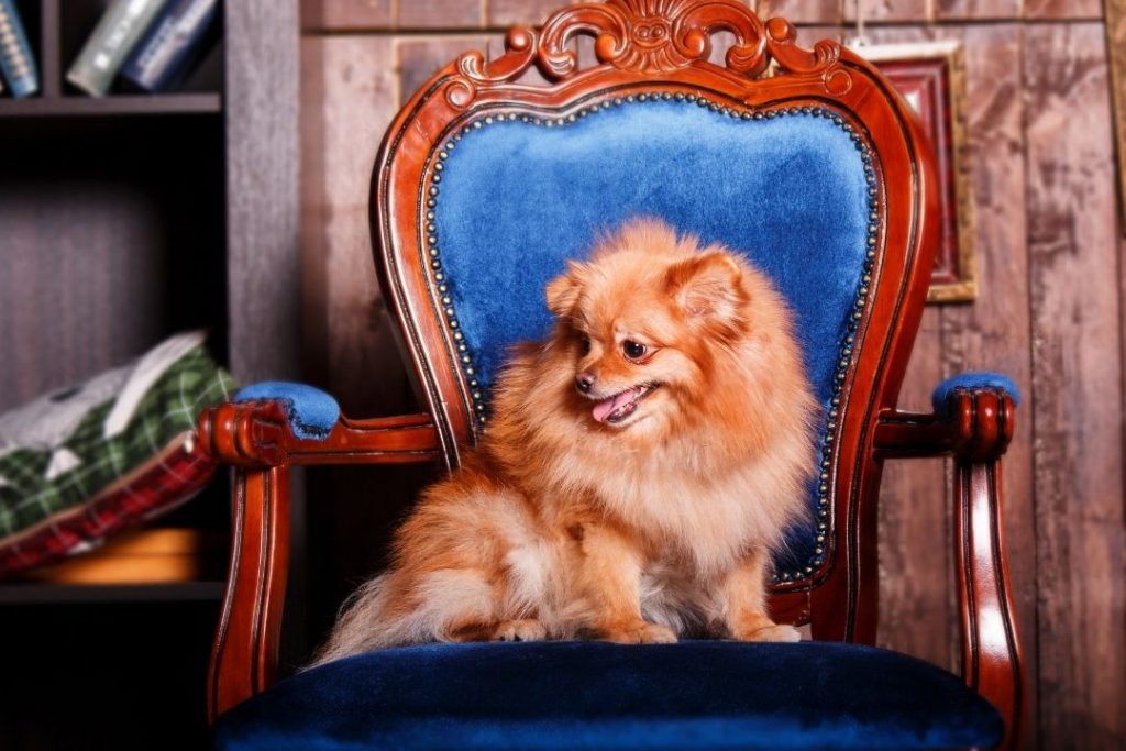 pomeranian sahiplenme