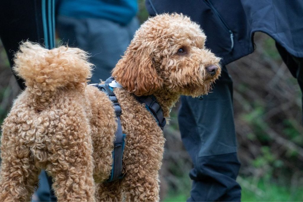 toy poodle sahiplenme istanbul