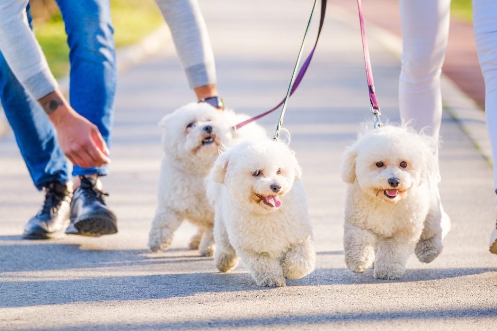 toy poodle sahiplenme ücretsiz