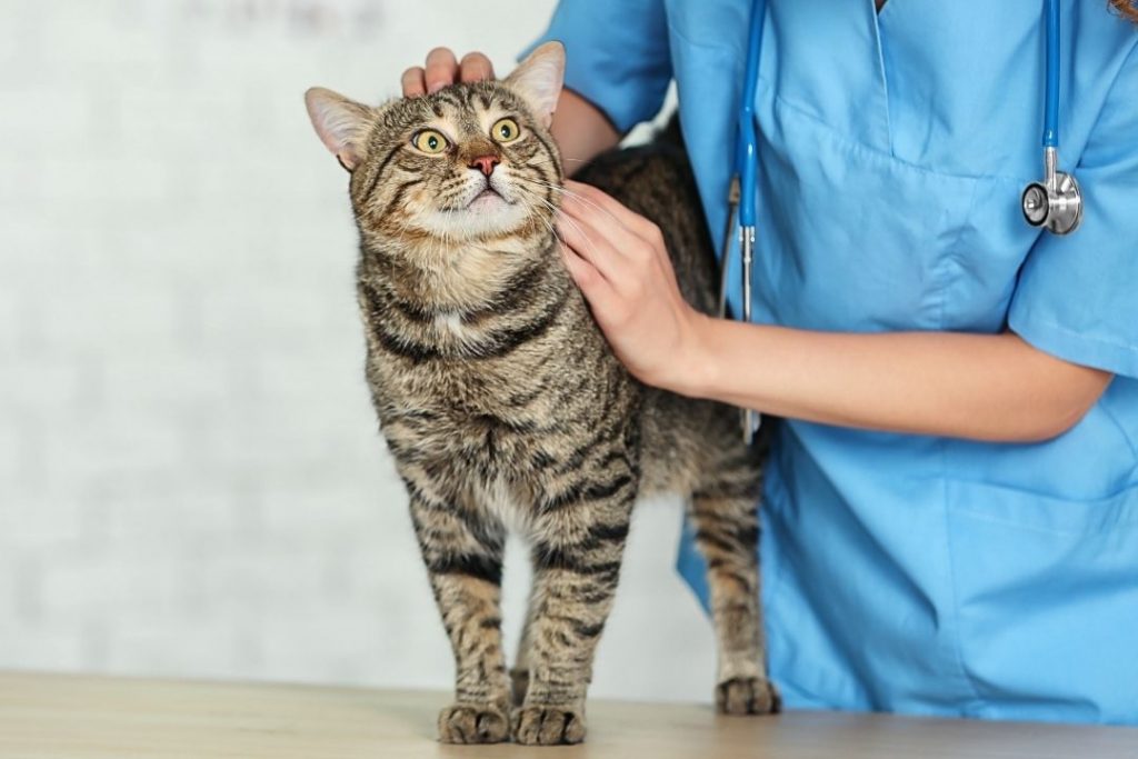 kedi kan kusması tedavisi