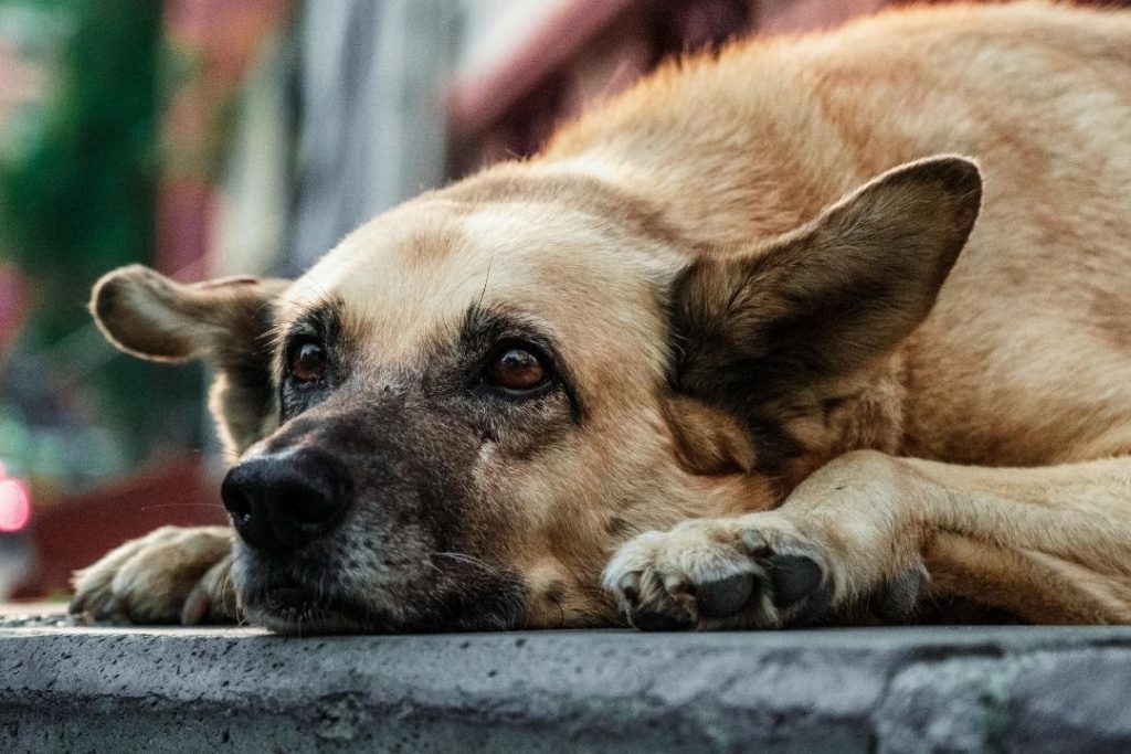 köpeğim kan kusuyor ne yapmalıyım