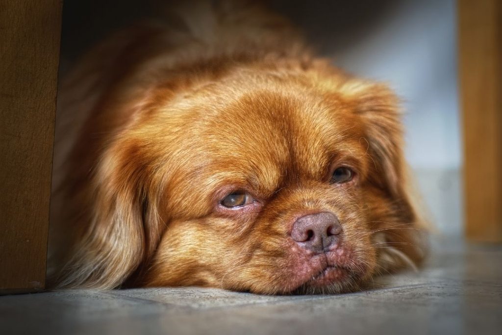 köpeklerde karaciğer yetmezliği belirtileri