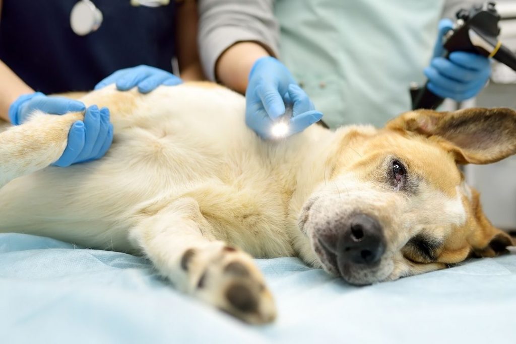 köpeklerde mide kanaması tedavisi