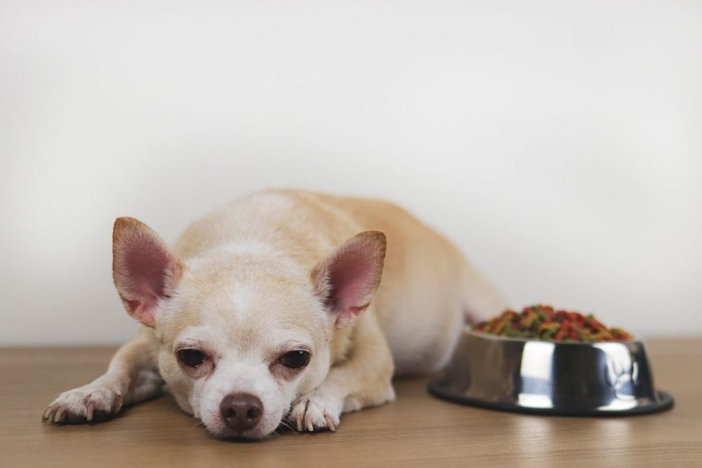 köpeklerde mide ülseri belirtileri