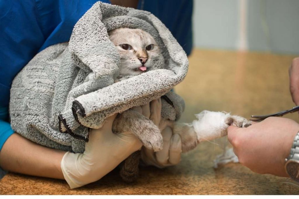 kedilerde hipertrofik kardiyomiyopati