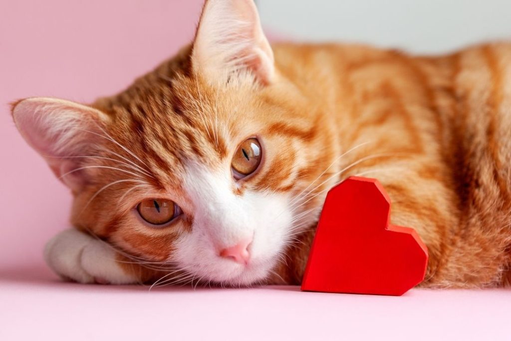 kedilerde kalp büyümesi