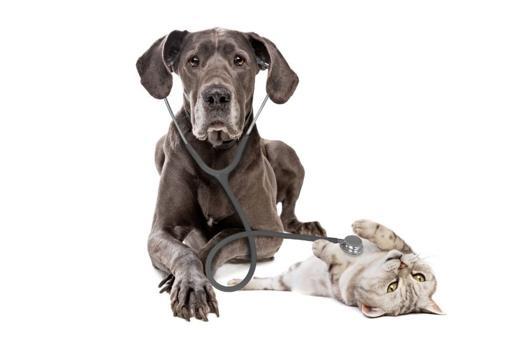 kedilerde ve köpeklerde tansiyon hipertansiyon