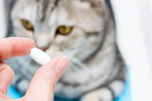 kedi doğum kontrol hapı