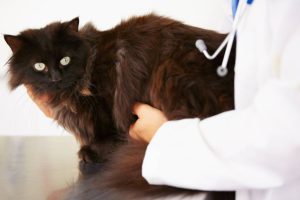 kedilerde kasık fıtığı