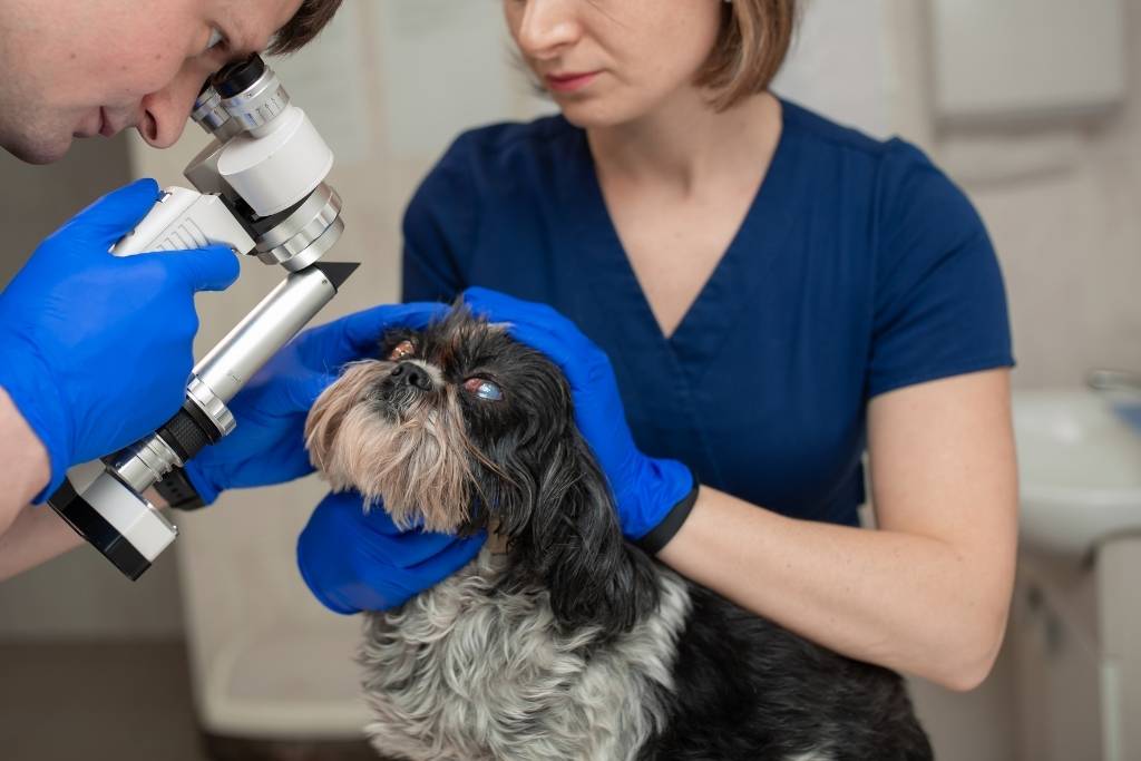köpek göz hastalıkları