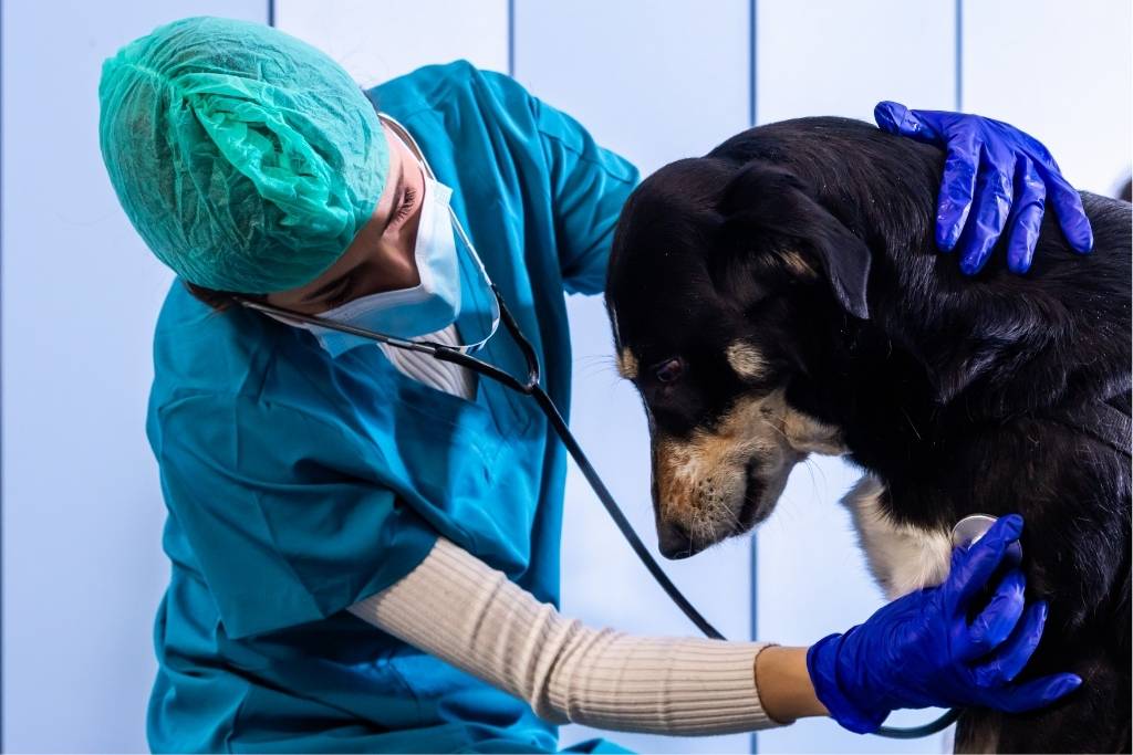 köpek hastalıkları