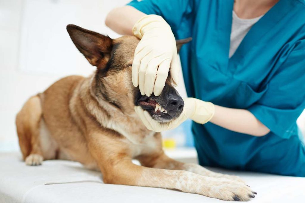 köpeklerde diş ağrısı