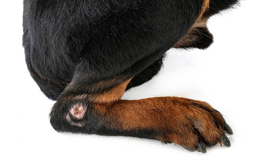 köpeklerde dış parazit belirtileri