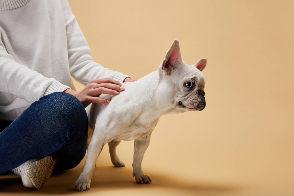 köpeklerde dış parazit tedavisi