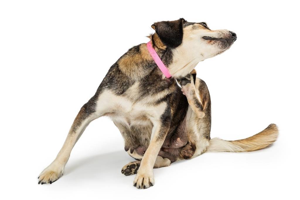 köpeklerde dış parazit