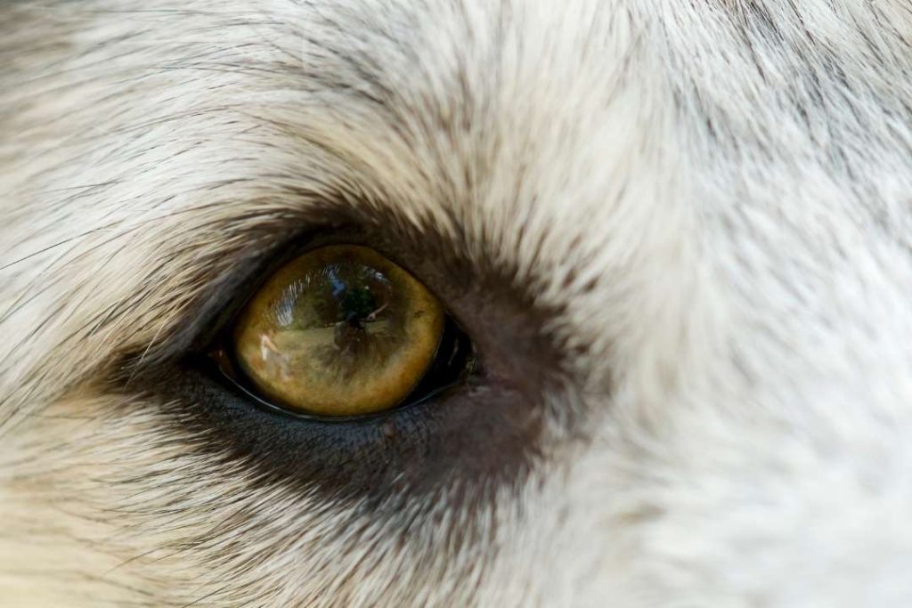 köpeklerde katarakt