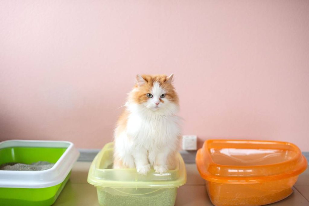kedi bağırsak hastalıkları