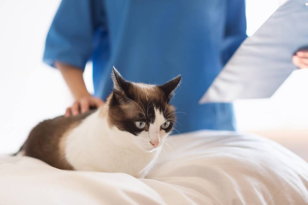 kedilerde diyafram yırtığı