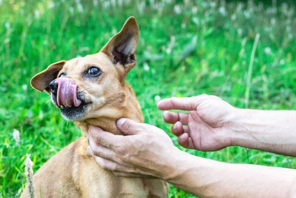 köpeklerde böcek sokması