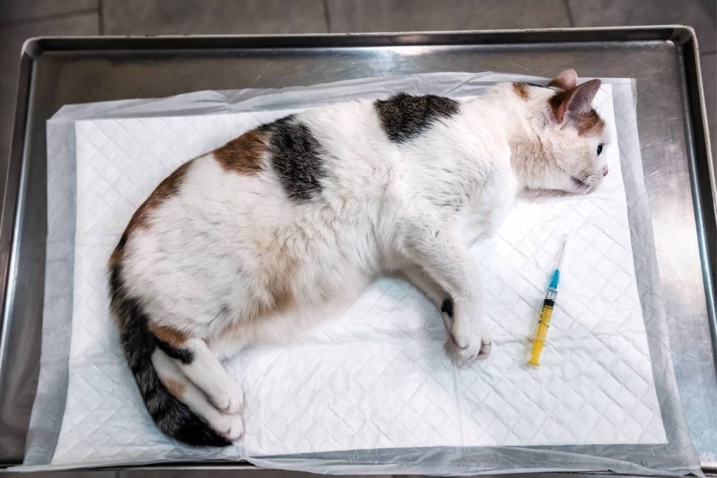 kedilerde göbek fıtığı