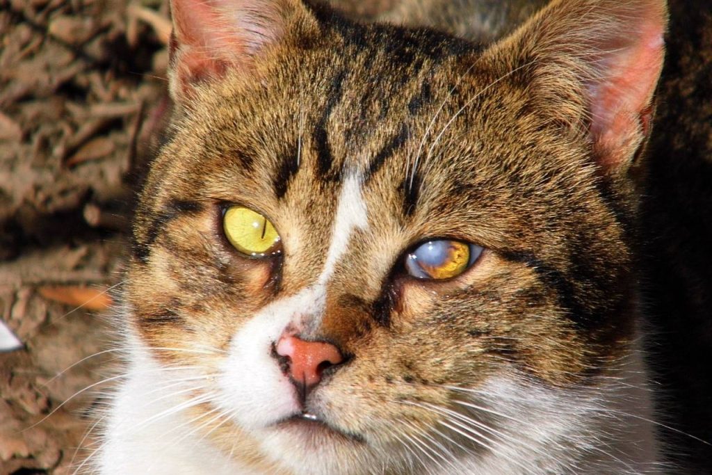 kedilerde göz hastalıkları