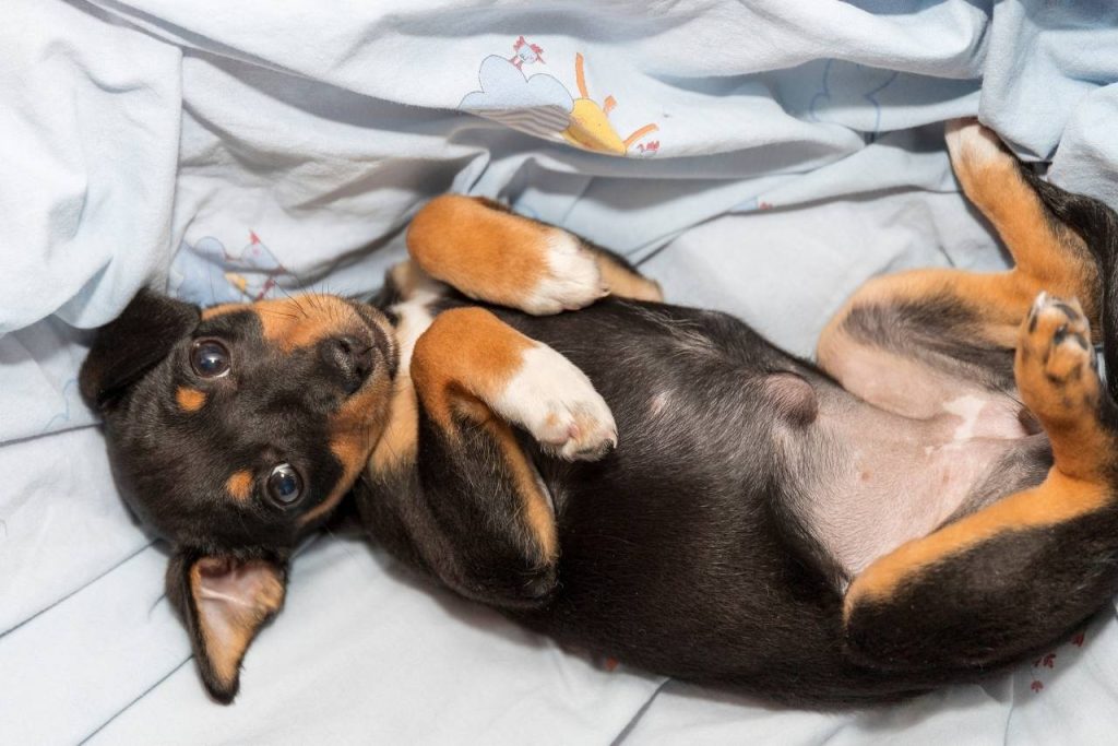 köpeklerde göbek fıtığı