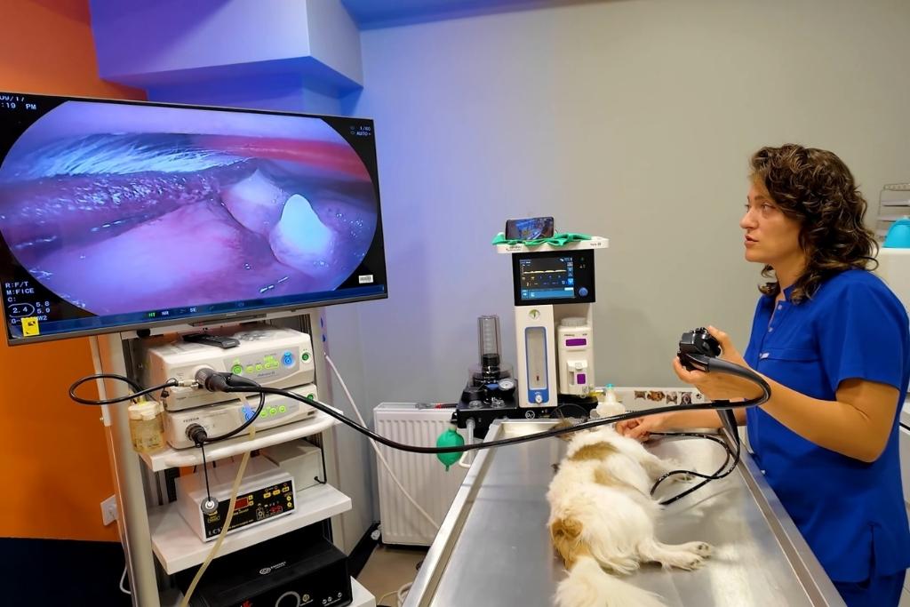 kedi ve köpek endoskopi maltepe papyon veteriner